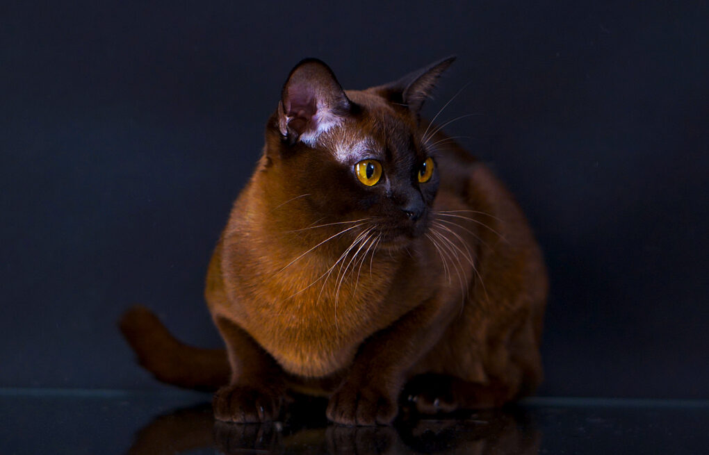 Бурманская кошка (бурма)