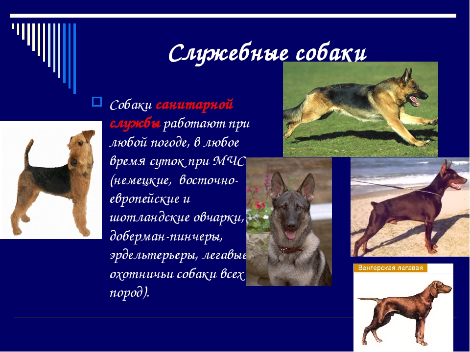 Классификация пород собак по МКФ и другим организациям