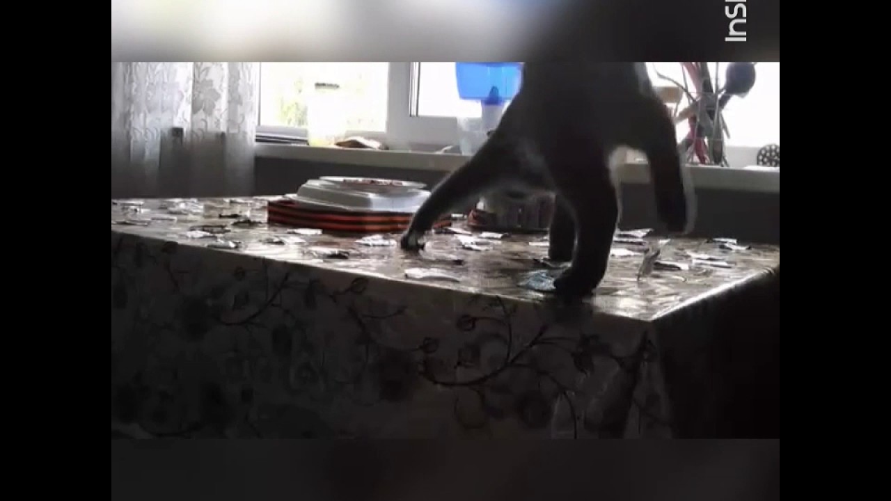 Котенок лазит на стол