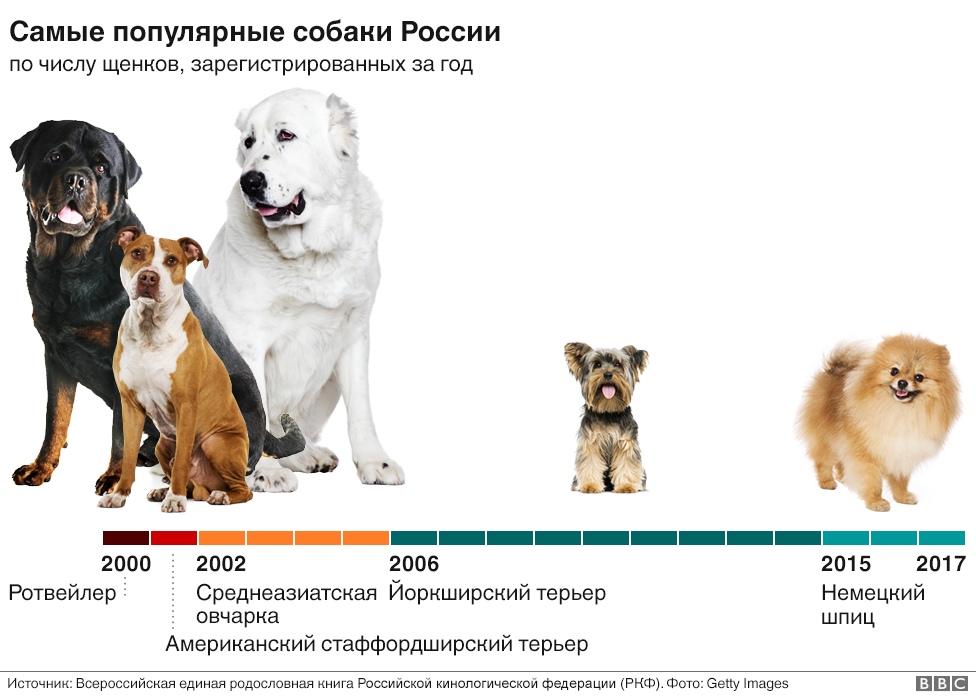 Самая маленькая собака в мире: ТОП пород