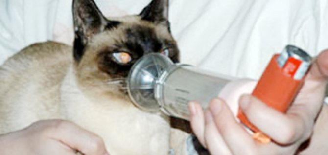 Бронхиальная астма у собак