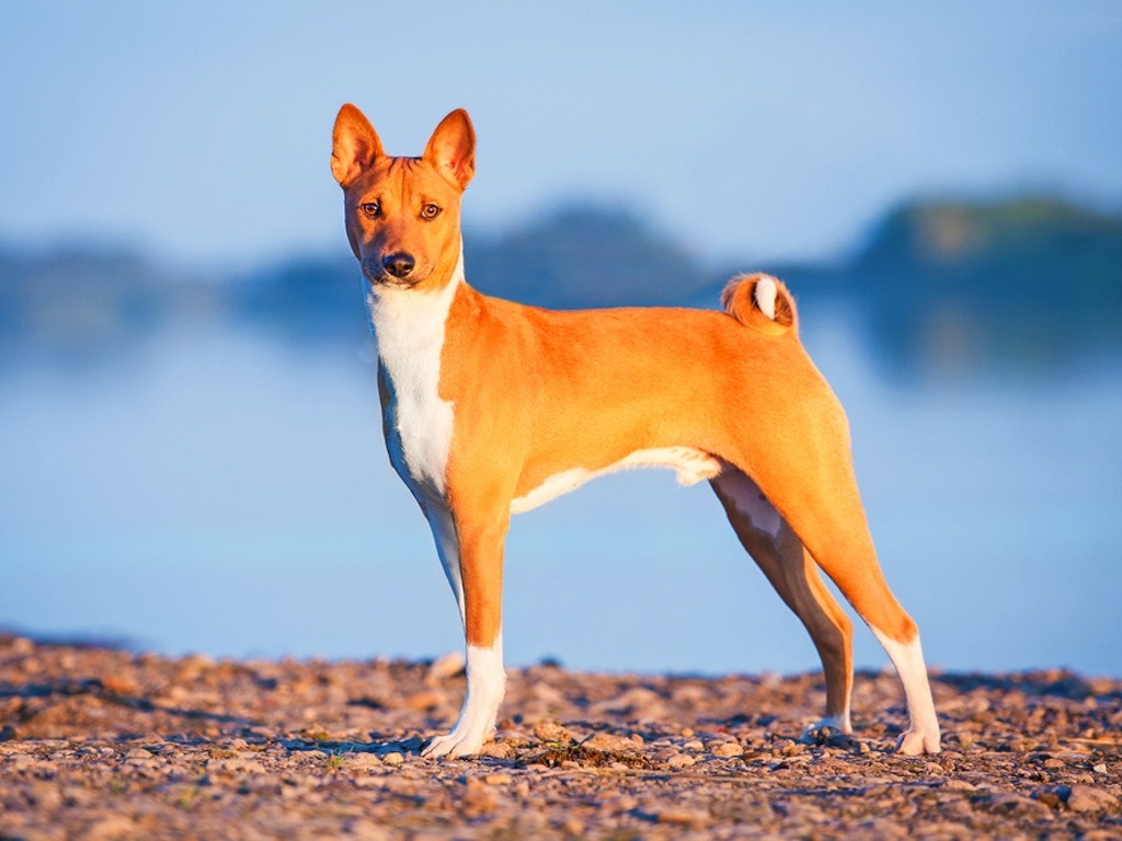 Разнообразие короткошёрстных собак: от чихуахуа до американского бульдога