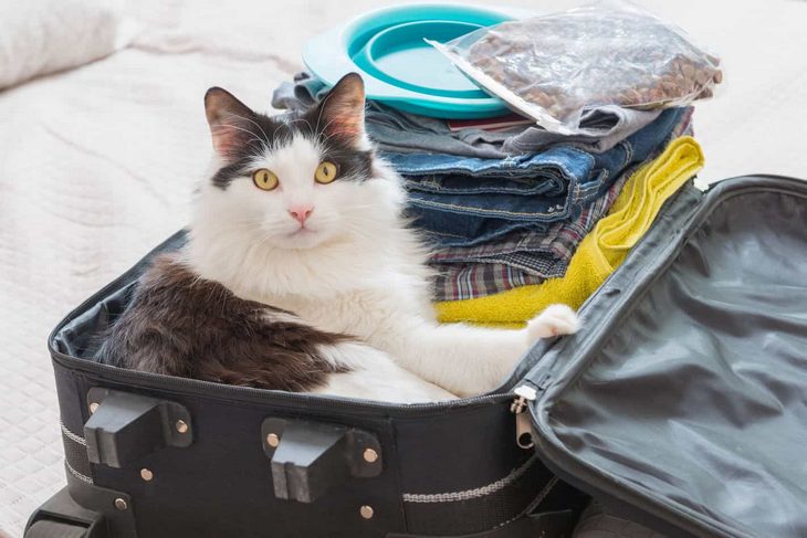 Где оставить кошку на время отпуска: куда можно ее деть