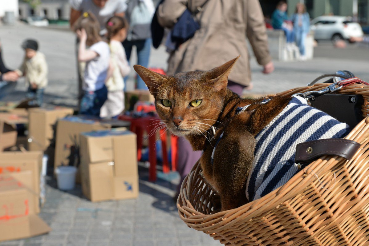 День кошек: Всемирный международный праздник