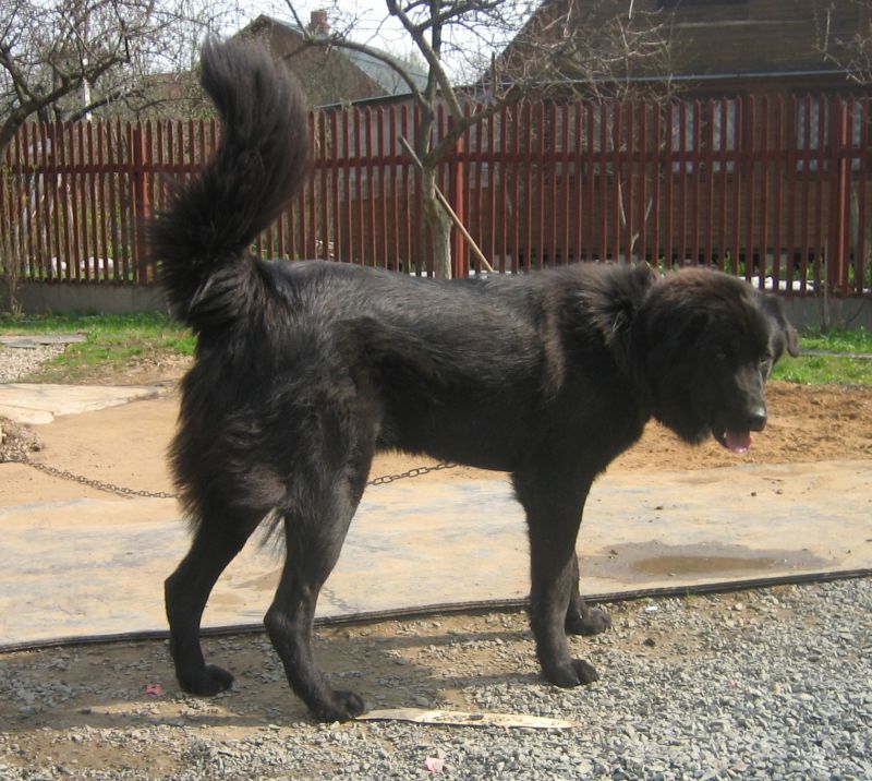 Тувинская овчарка (тувинская сторожевая собака)