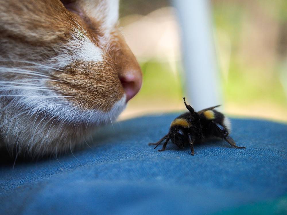 Кота укусила оса или пчела: что делать в домашних условиях