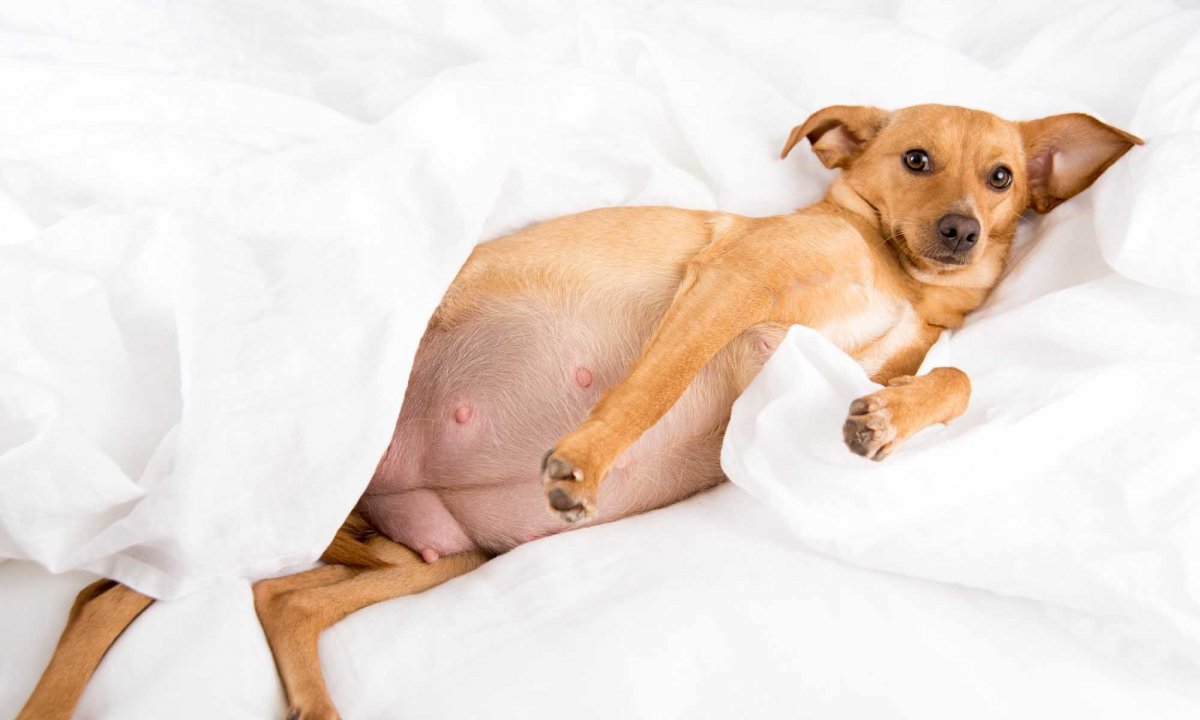 Ложная беременность у собак: что делать, как успокоить