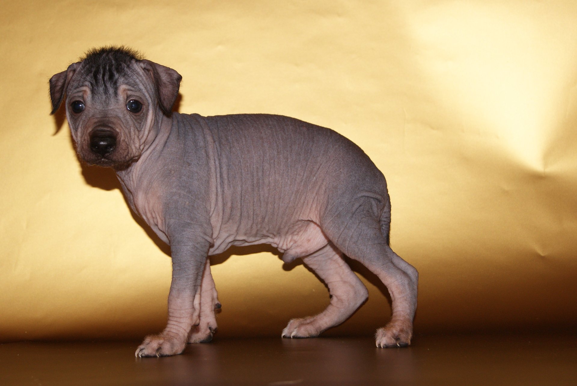 Перуанская голая собака