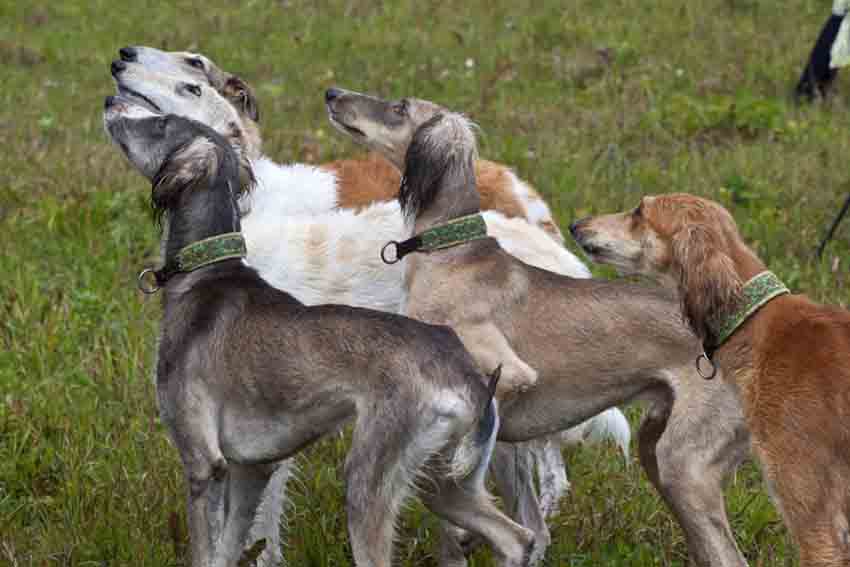 5 охотничьих пород собак, которые могут стать верными друзьями