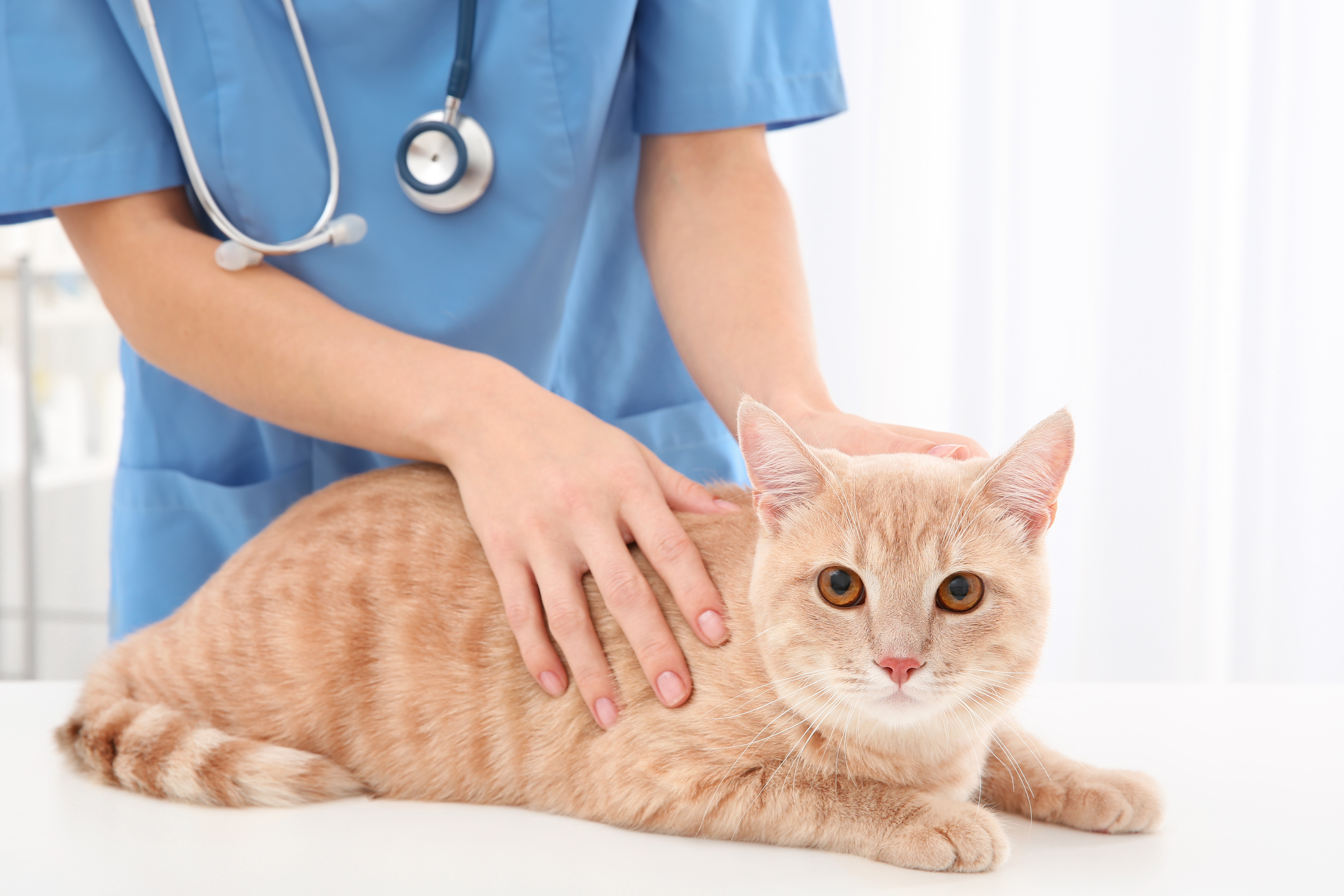 Почечная недостаточность у кошек: симптомы, лечение, прогноз для жизни