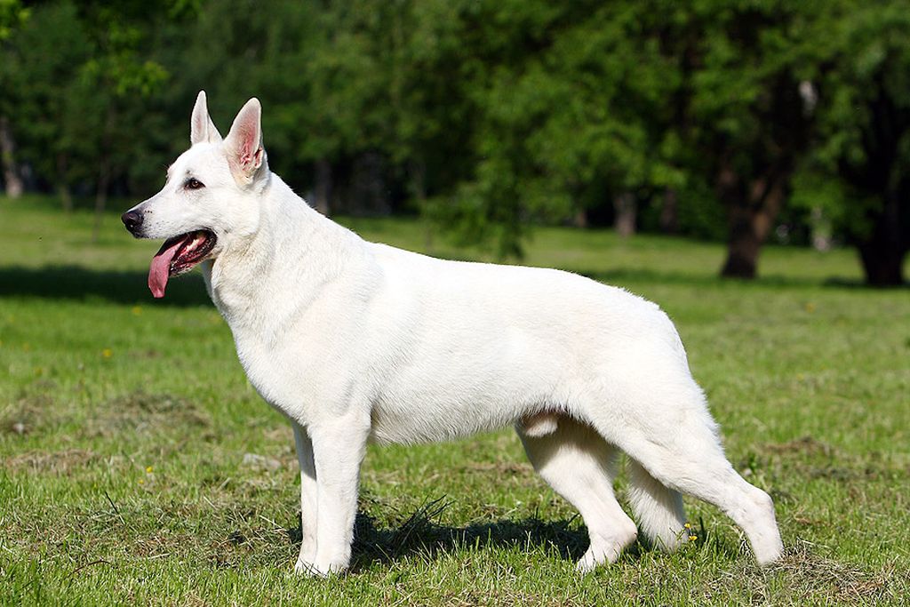 Белая собака: породы пушистых собак белого окраса