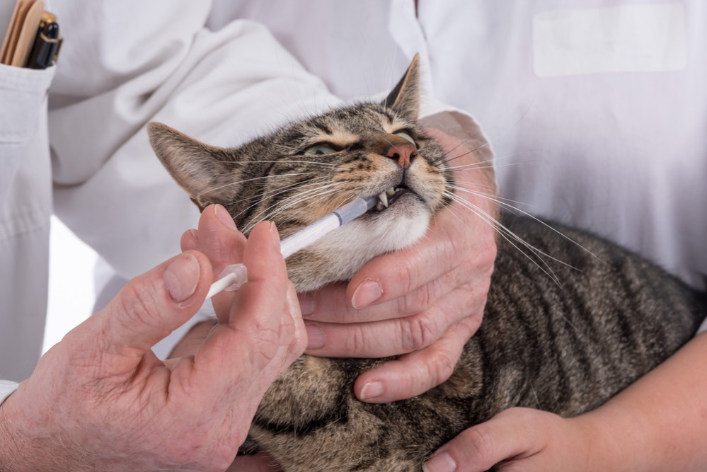 Кашель у кота: причины, диагностика, лечение и профилактика