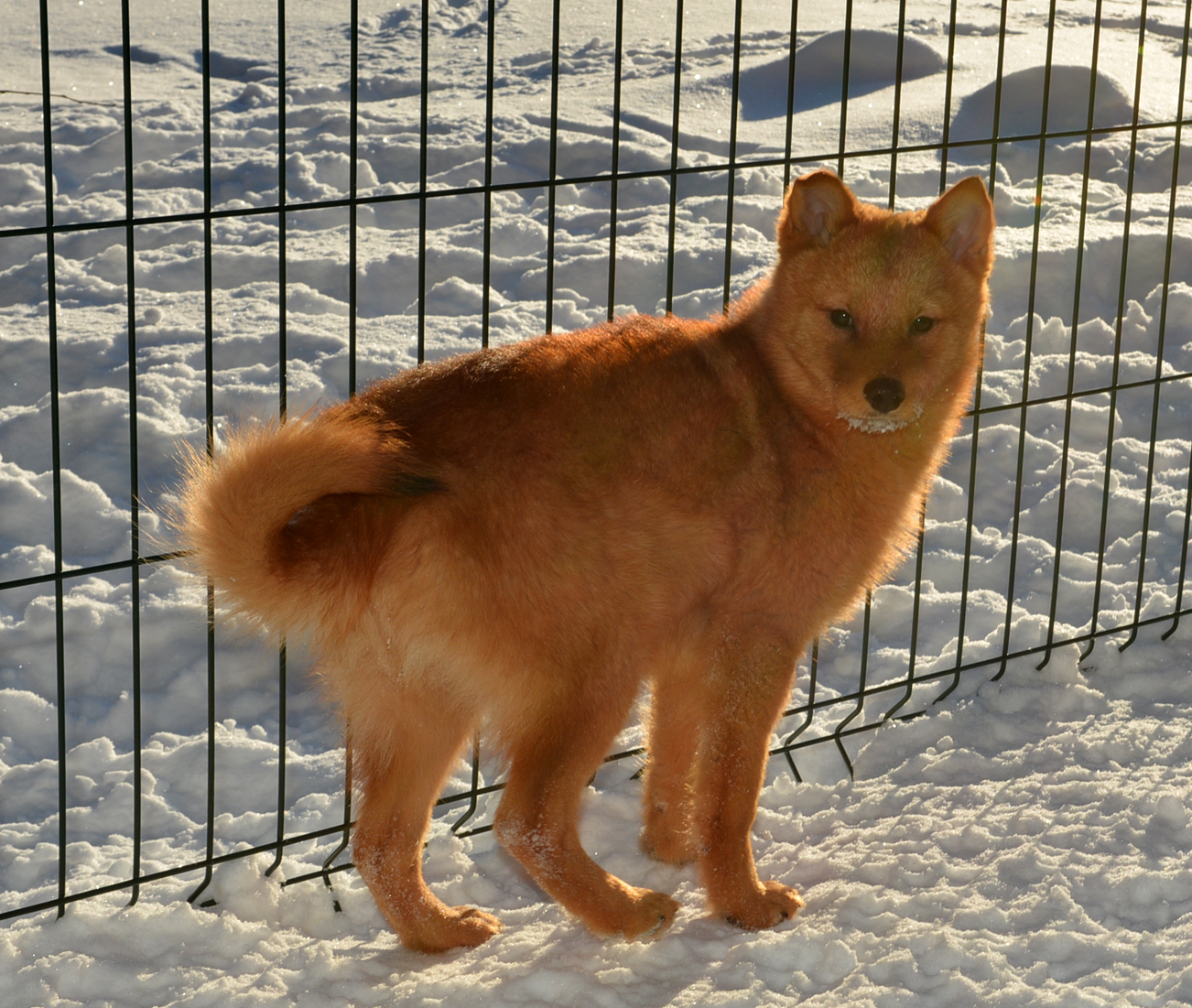 Финский шпиц лапинкойра