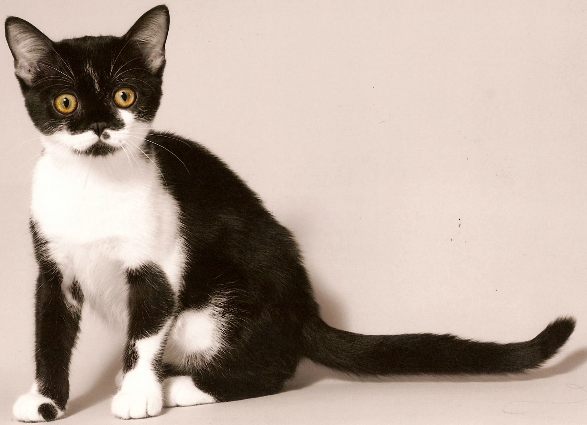 Черно-белый кот с белой грудкой и лапками: породы