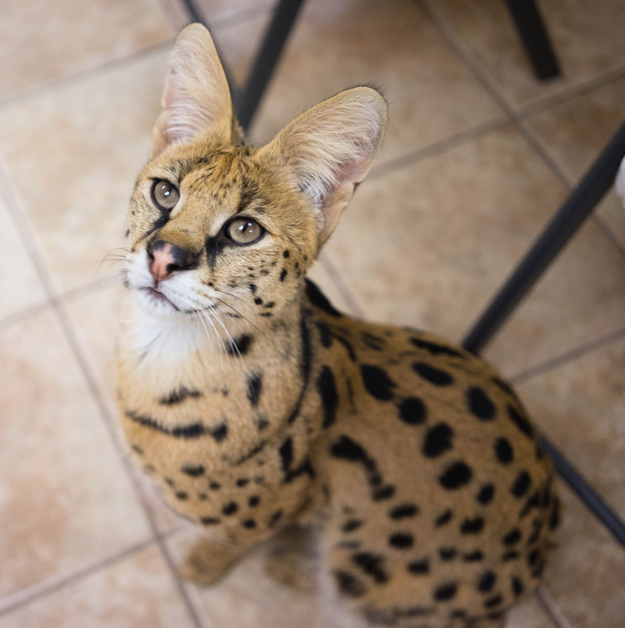 Сервал – домашний дикий кот