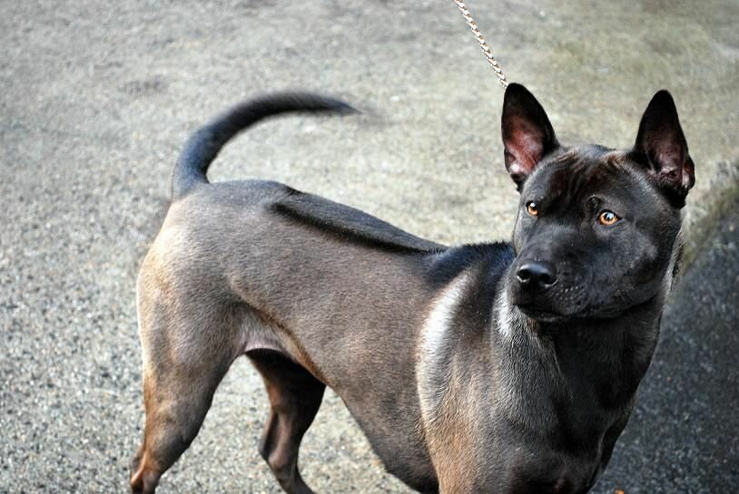 Черная собака: породы черного окраса шерсти