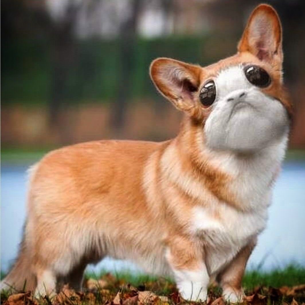 собака с большими ушами и короткими лапами