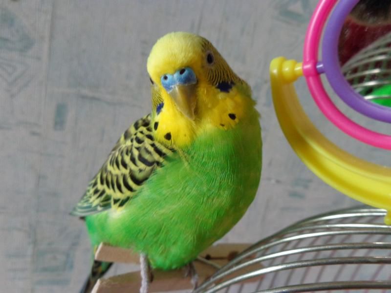 Как научить волнистого попугая говорить