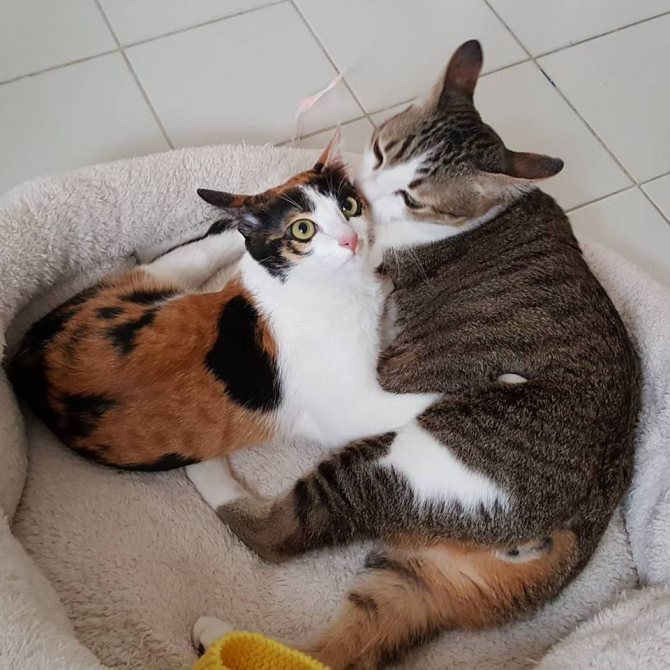 Две кошки в одном доме — ребята, давайте жить дружно