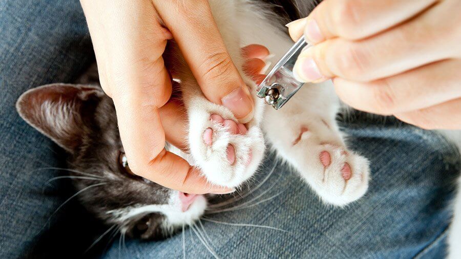 Как подстричь когти домашней кошке: особенности процедуры и её безопасность