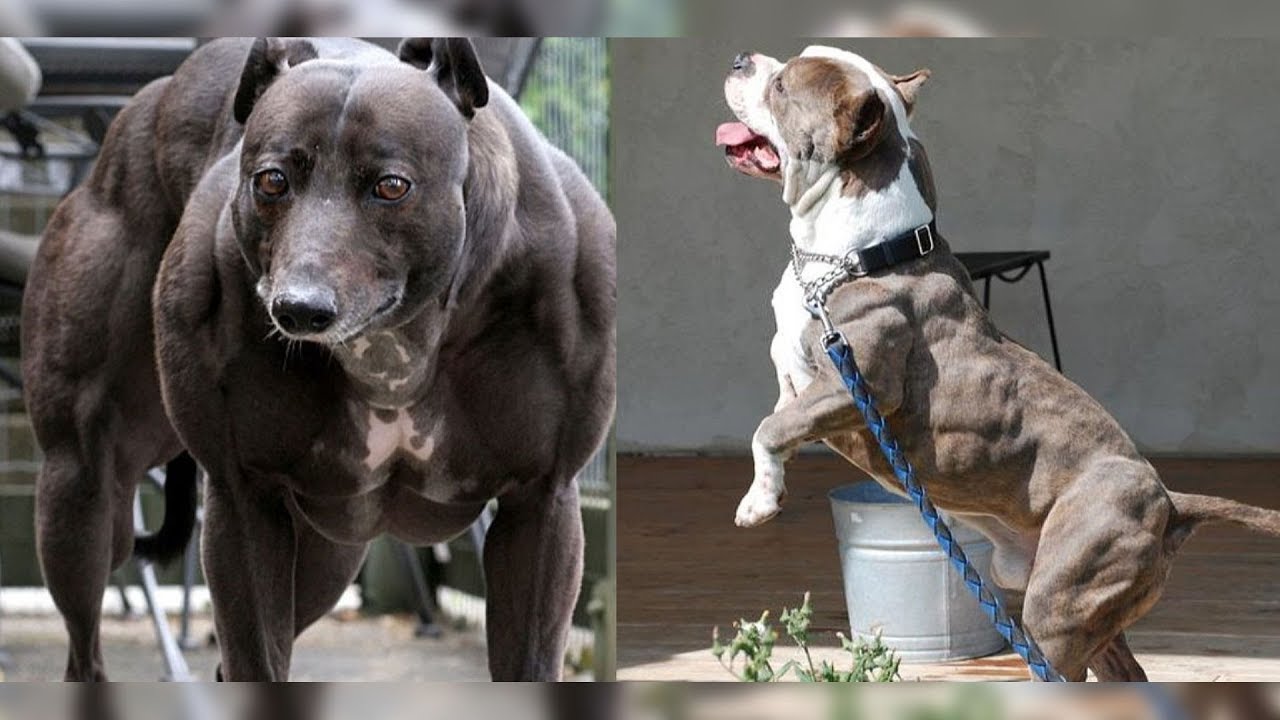 Накаченные собаки с мышцами: самые мускулистые в мире