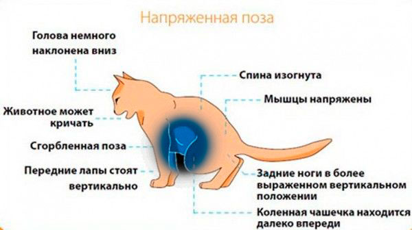 Идиопатический цистит у кошек: симптомы и лечение