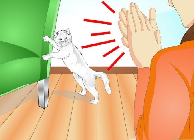 Как отучить кота драть обои и мебель: причины и решение проблемы