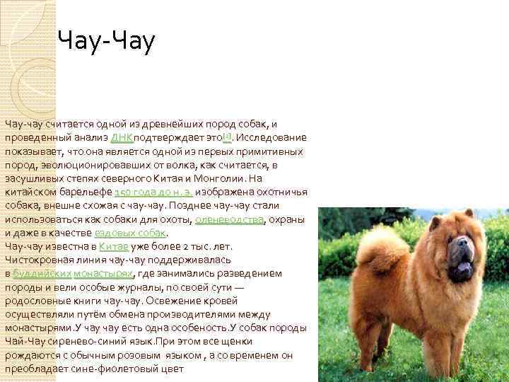 Чау-чау (порода собак): описание, характер, сколько живут