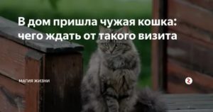 Почему коты уходят из дома: старость и проблемы со здоровьем