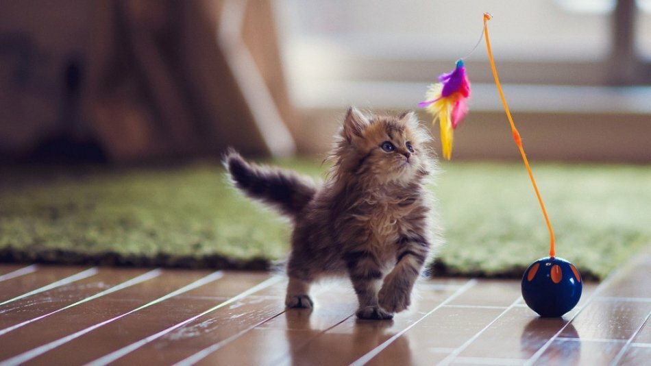 7 игрушек, которые должны быть у каждой кошки