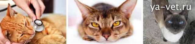 Лейкоз у кошек, вирусная лейкемия: симптомы и лечение
