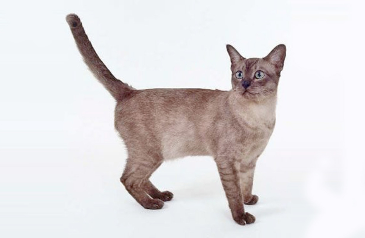 Дымчатая кошка: какой окрас у азиатской породы