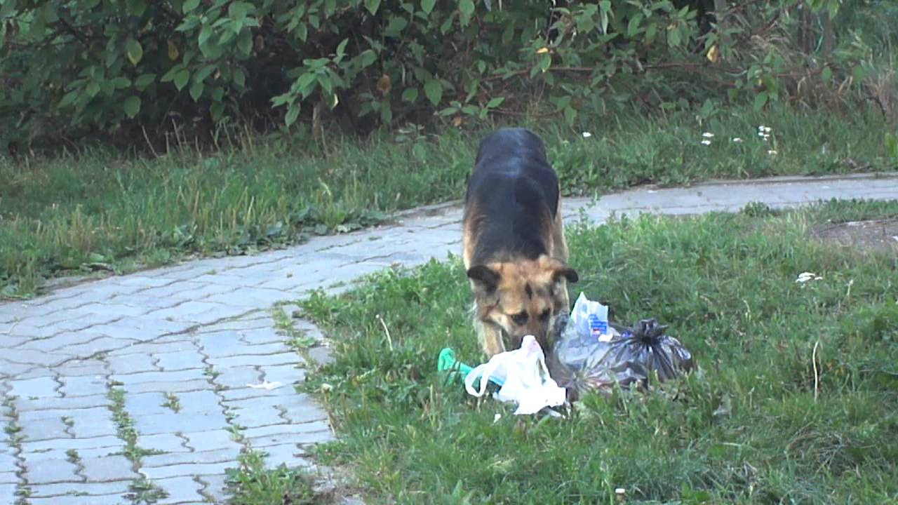История о том, как кот съел полиэтиленовый мусорный пакет и остался жив