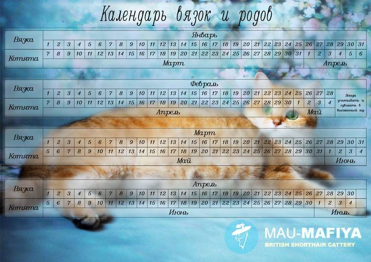 Беременность кошки по неделям: календарь