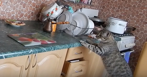 Как отучить кота лазить по столам — методы отбить охоту шкодить