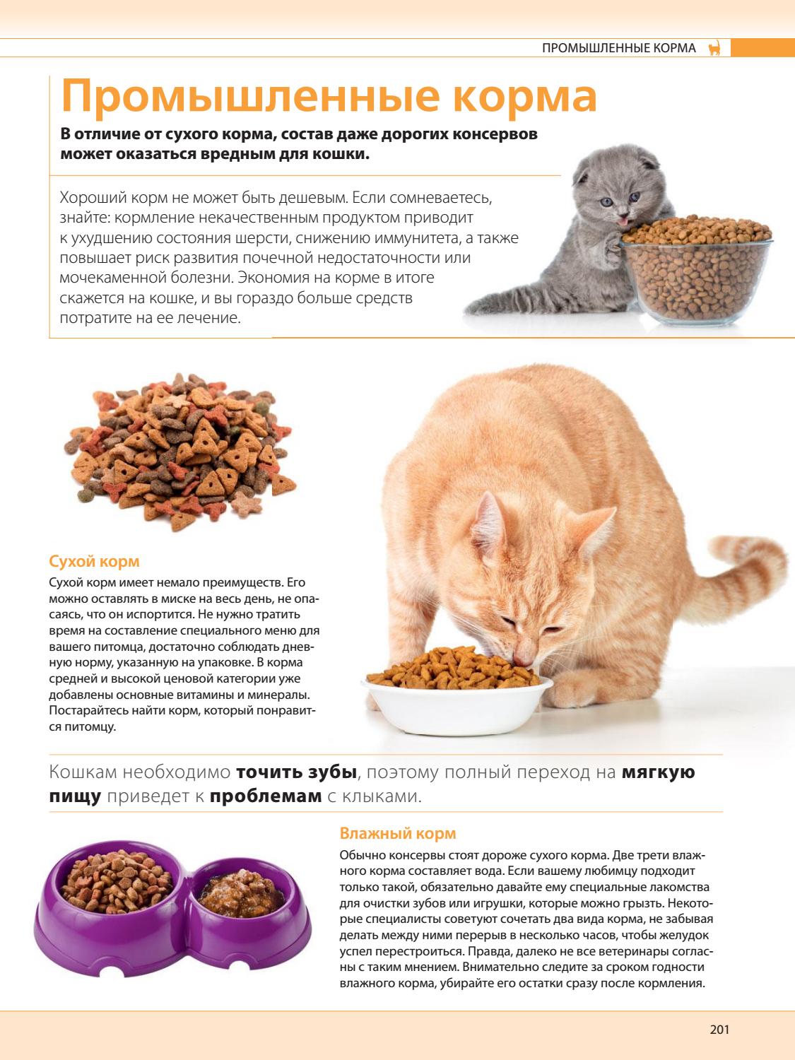 Как выкормить котенка без кошки в домашних условиях — средства и процесс