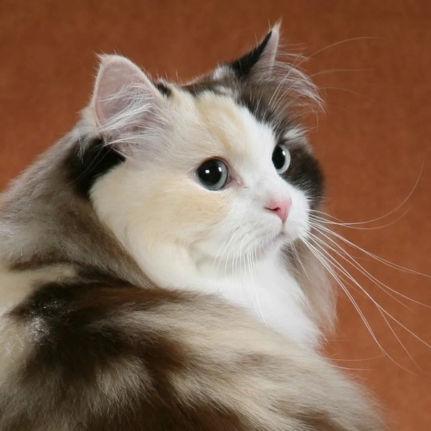 Рагамаффин — порода кошек