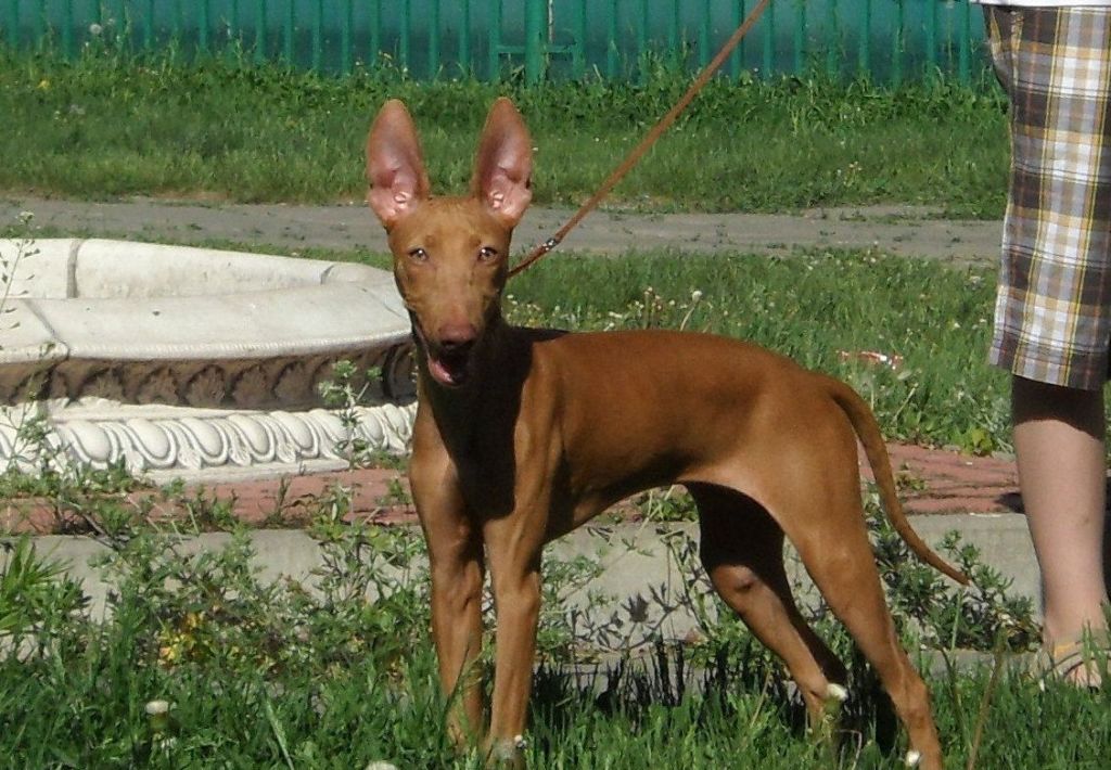 Чирнеко дель’Этна — собака с острова Сицилия