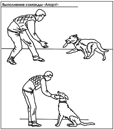 Как правильно дрессировать собаку в домашних условиях