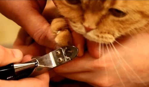 Как подстричь когти домашней кошке: особенности процедуры и её безопасность