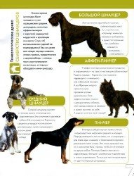 Шнауцер (собака): все виды породы и их описание