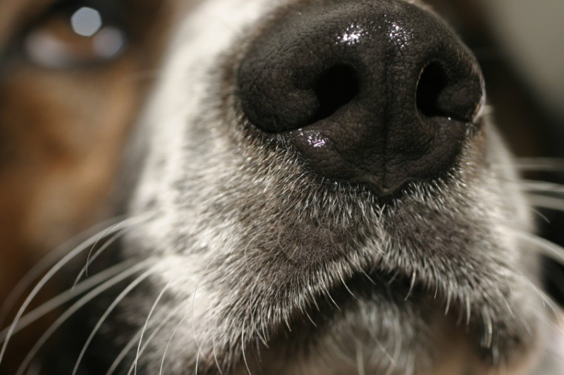 Почему тыкать щенка носом в его лужу не лучшее решение