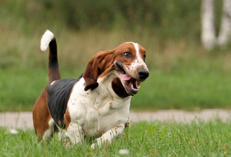 Бассет хаунд: описание породы собак и характер