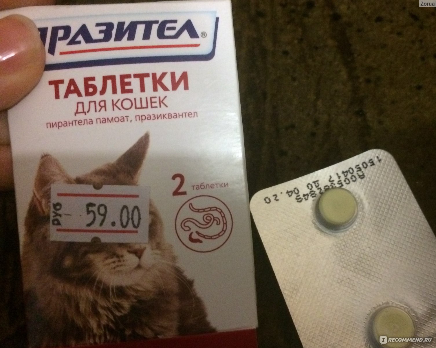 Таблетки от глистов для кошек: глистогонные препараты