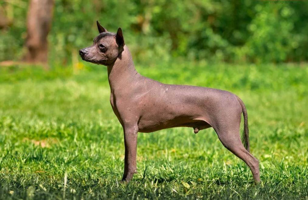 Голые собаки: обзор пород и особенности ухода