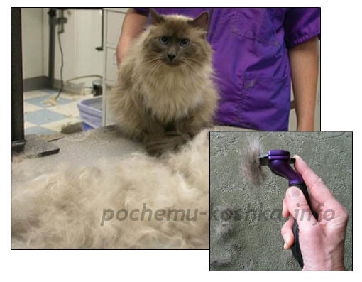 Фурминатор для кошек: что это такое и как им пользоваться