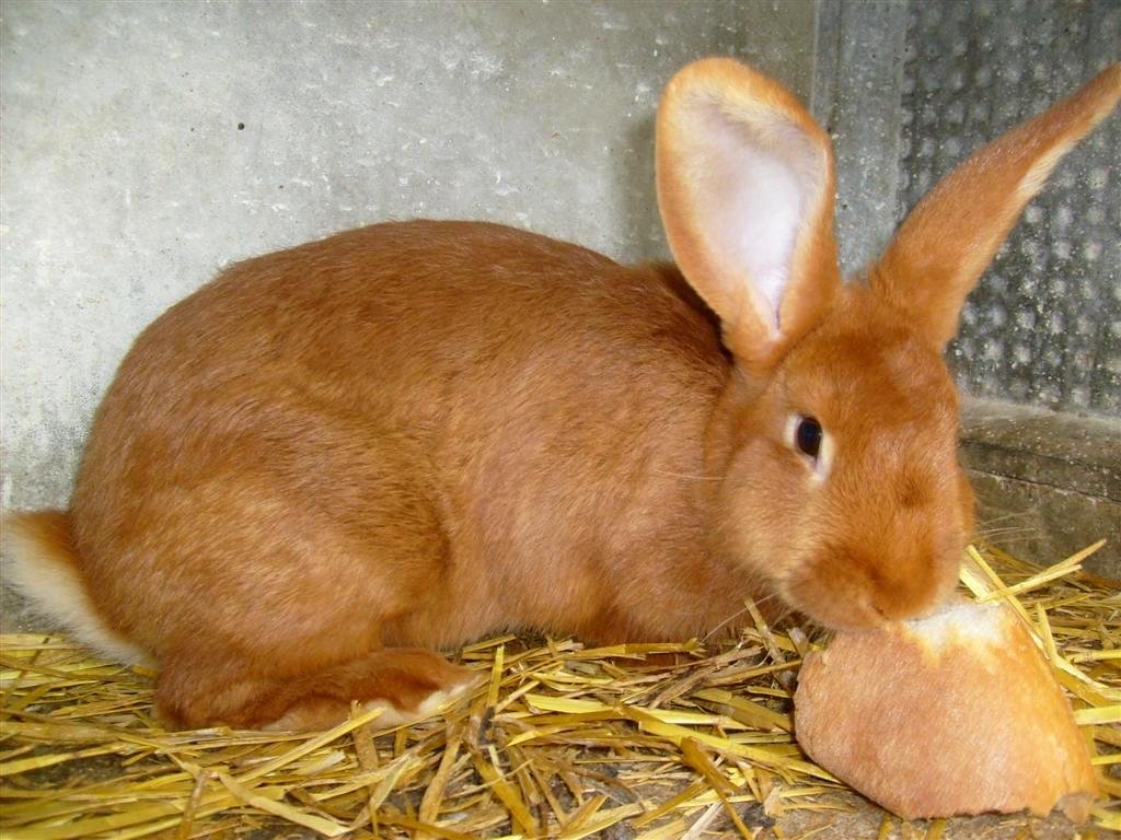 Бургундский кролик: описание породы и характеристика