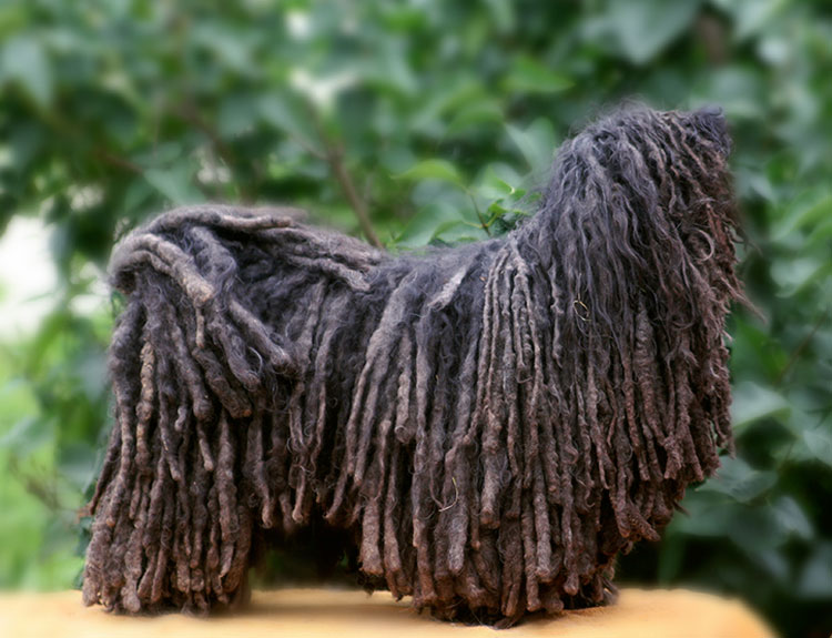 Собака с дредами: название породы питомцев