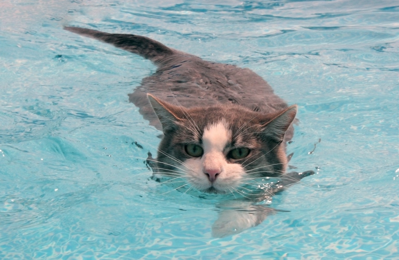 Породы кошек, которые любят купаться