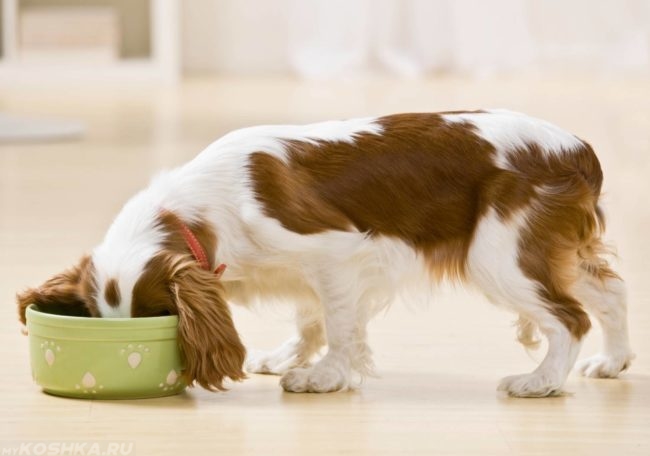 Диета при отравлении у собак в домашних условиях